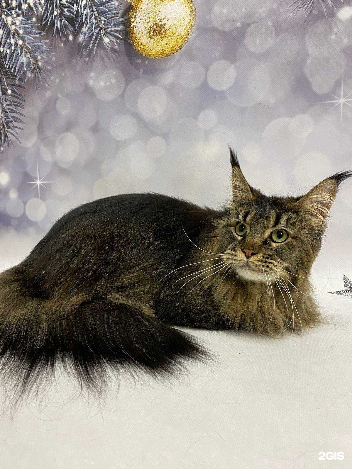 Отзывы на компанию shnaidergrooming в г. Красноярск c фото