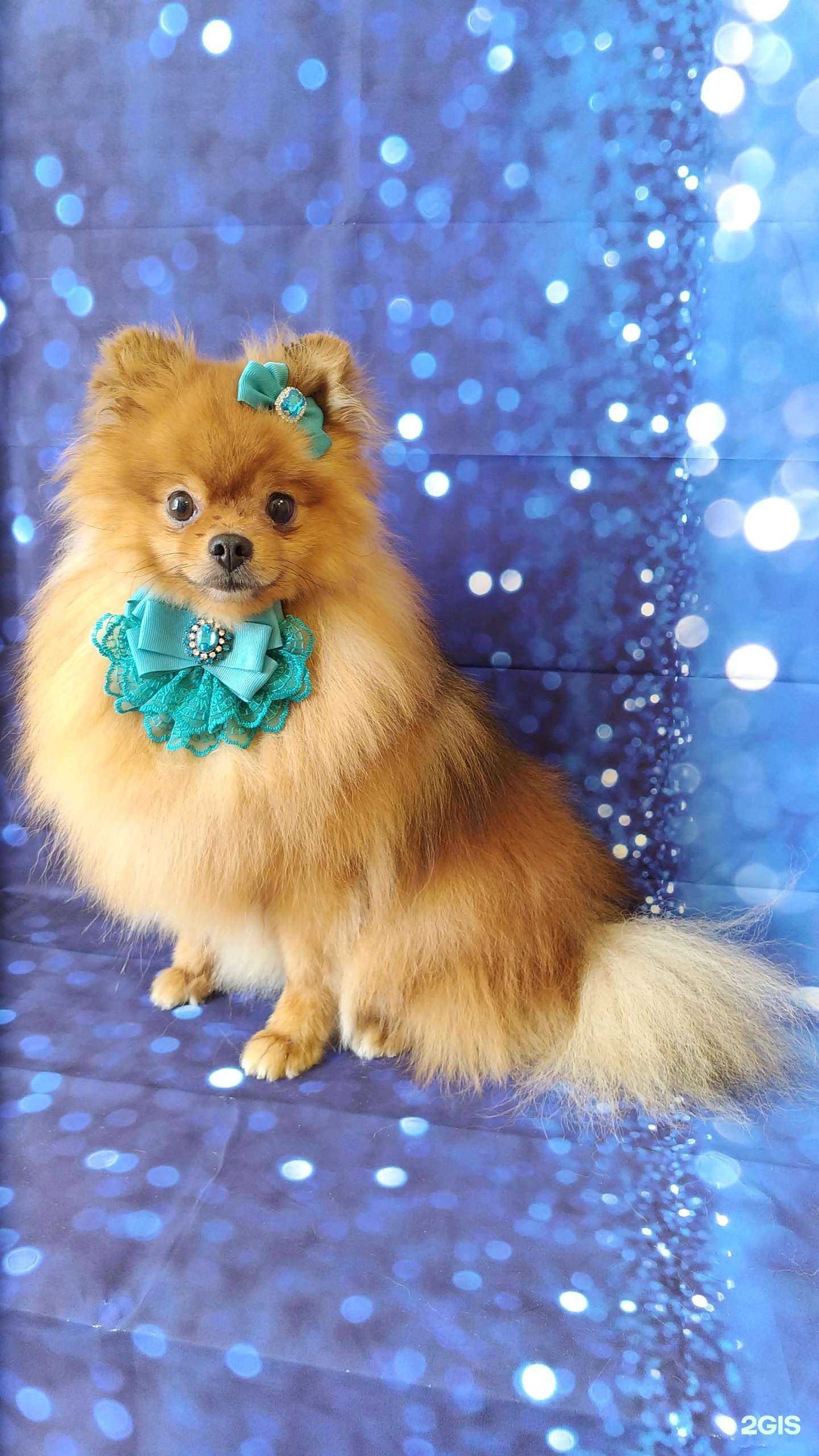 Отзывы на компанию Стиляги в г. Красноярск c фото