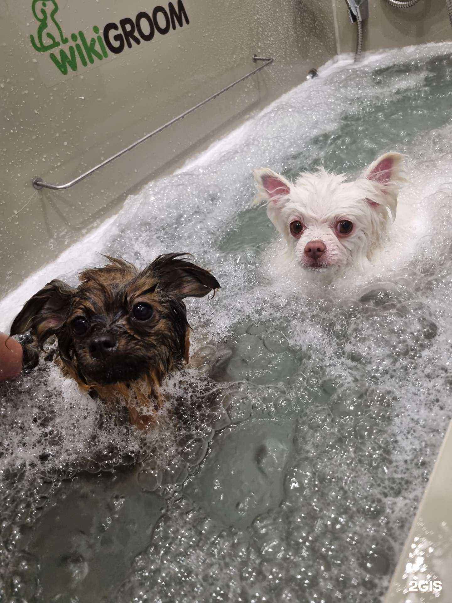 Отзывы на компанию Четыре лапки в Сочи c фото