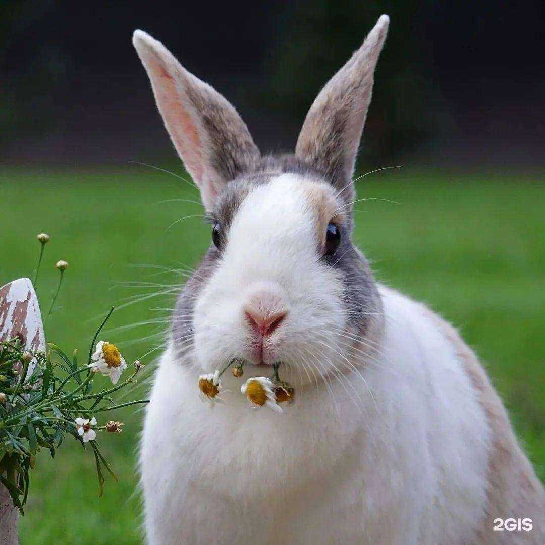 Отзывы на компанию Питомец в г. Рыбинск c фото