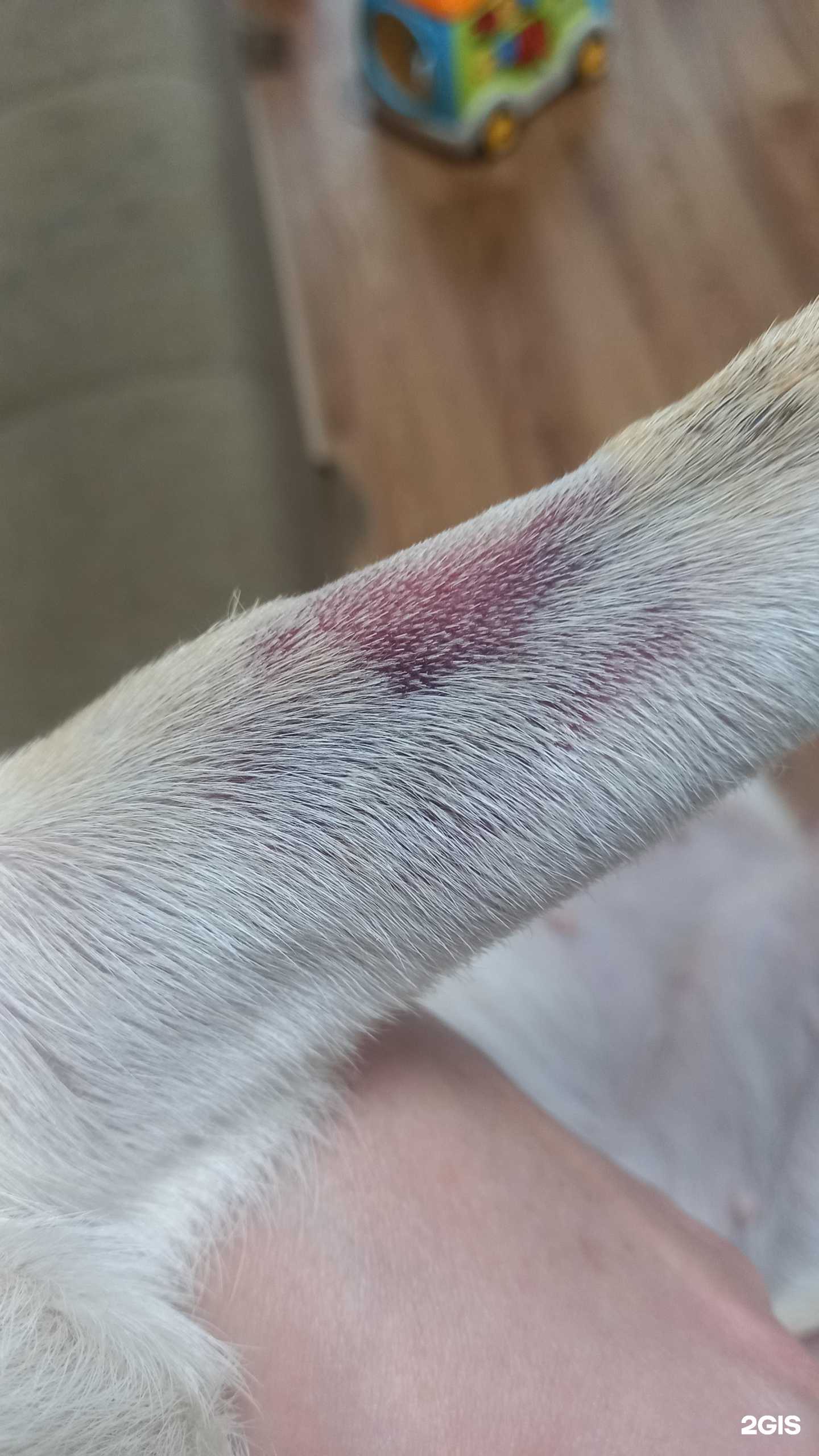 Отзывы на компанию PetStar`s в г. Пермь c фото