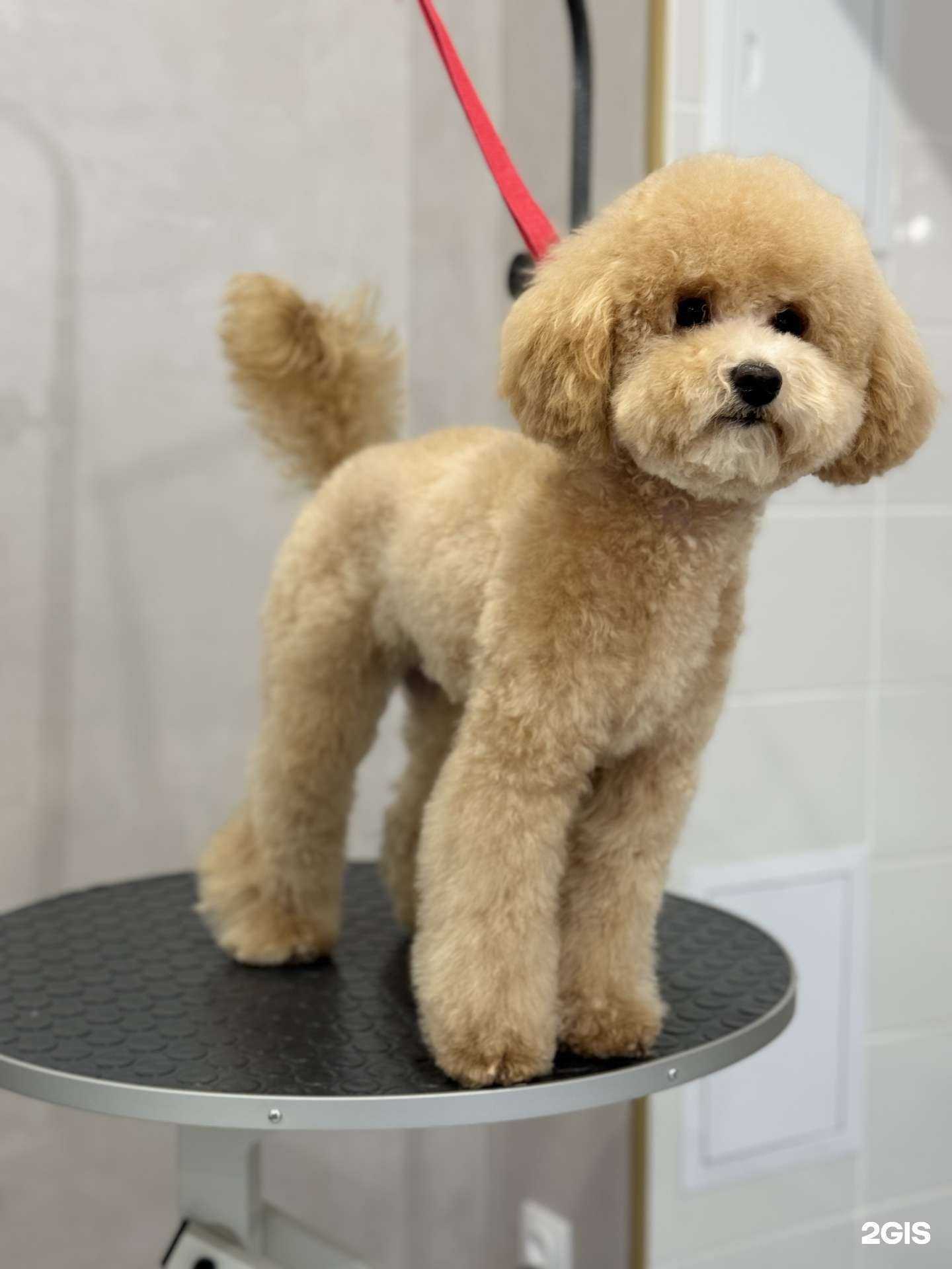 Отзывы на компанию MiniGroom в Волжском c фото