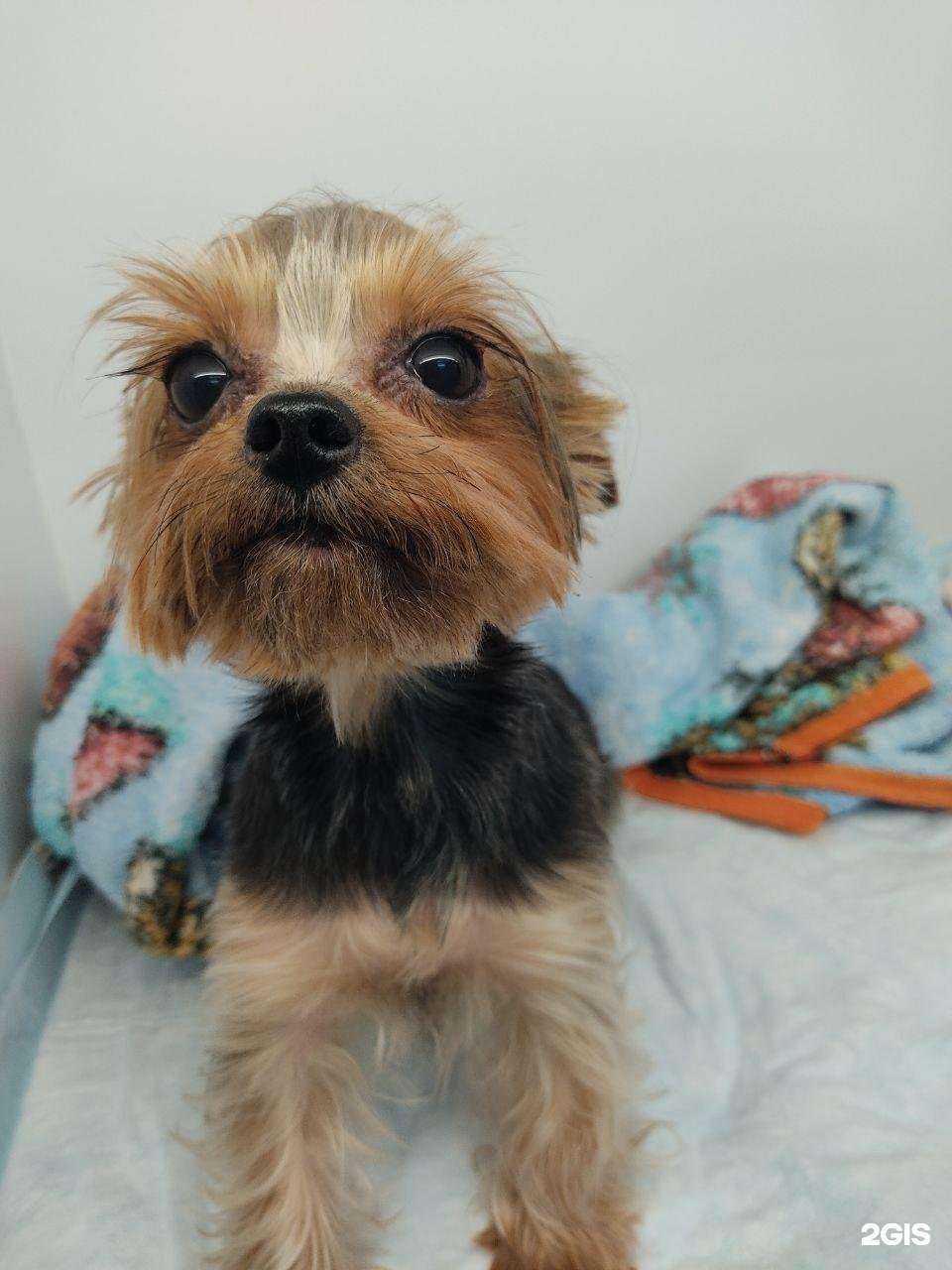 Отзывы на компанию VetClub в г. Анапа c фото