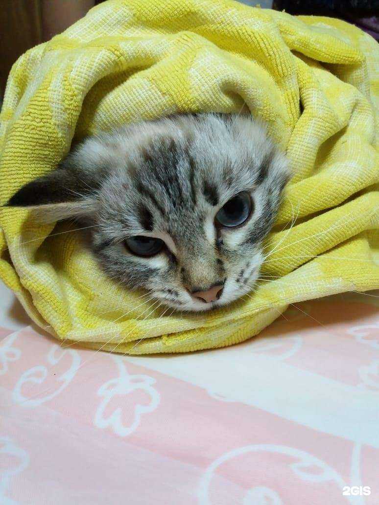 Отзывы на компанию Уши, лапы, хвост в Екатеринбурге c фото