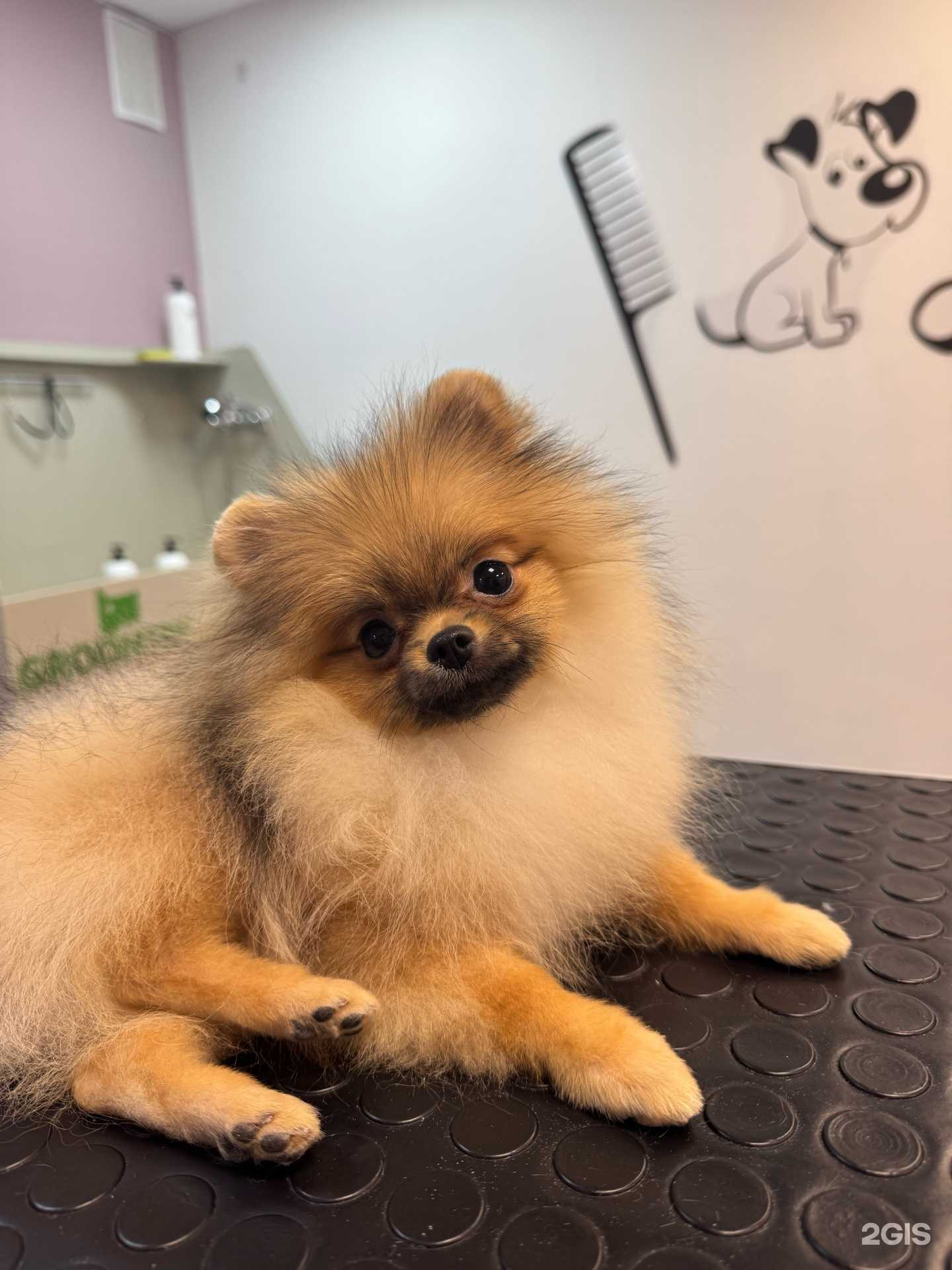 Отзывы на компанию Groomhouse в г. Воронеж c фото