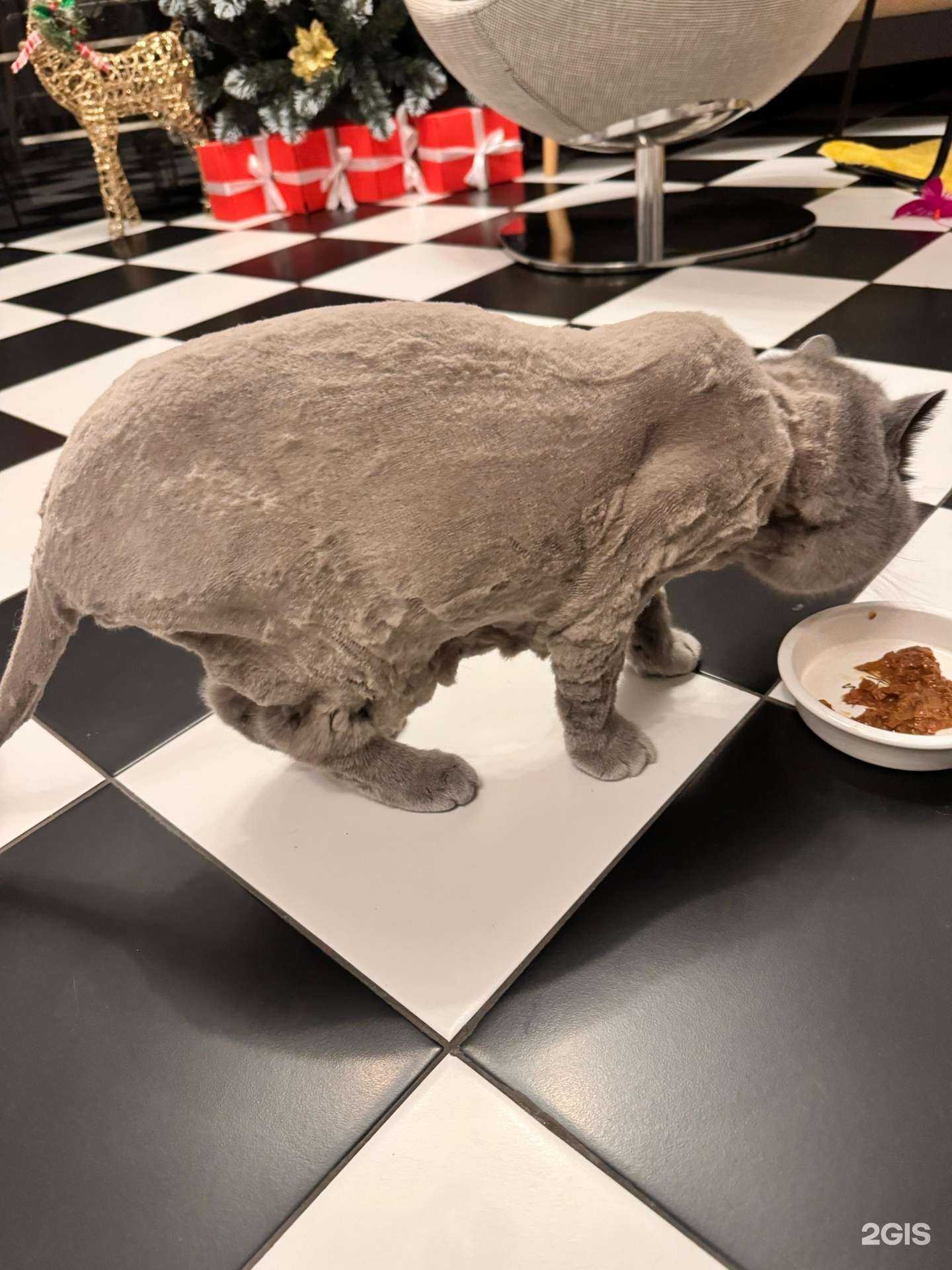 Отзывы на компанию Санвет в г. Коммунарка c фото