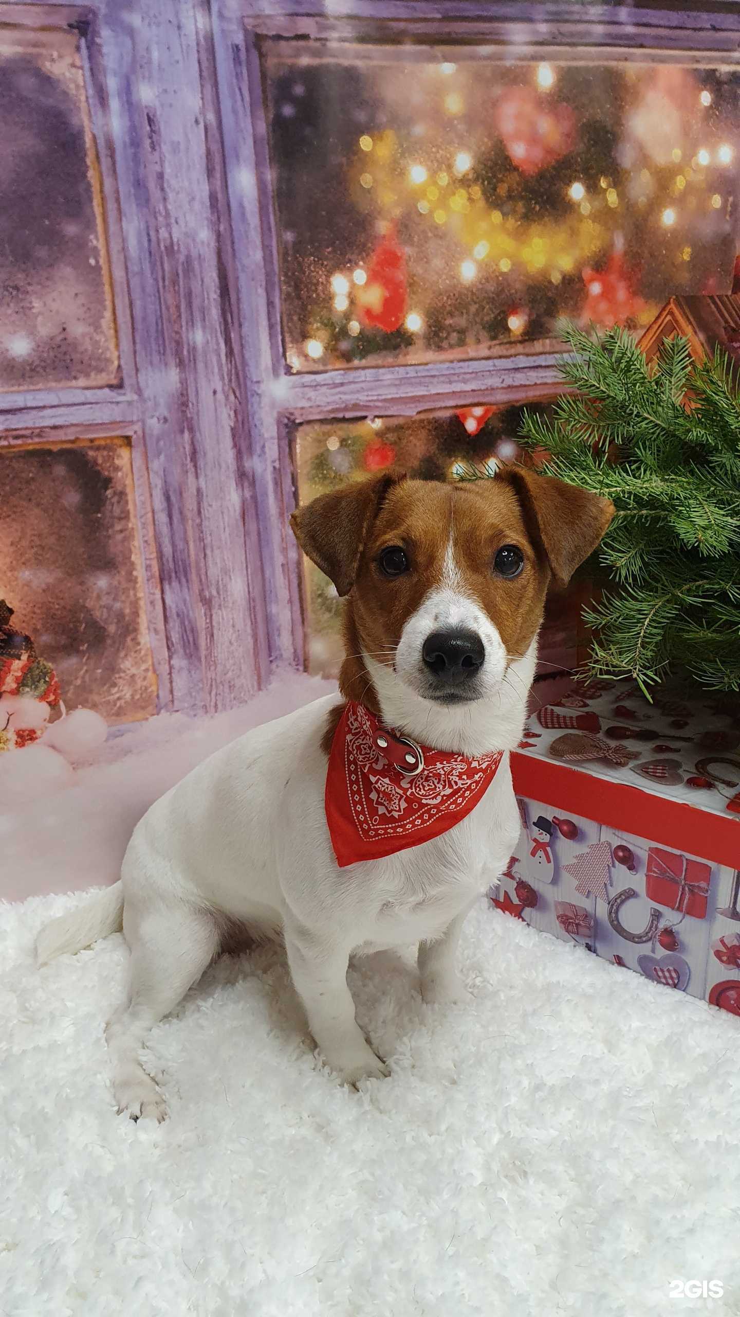 Отзывы на компанию Любимчик в Уфе c фото