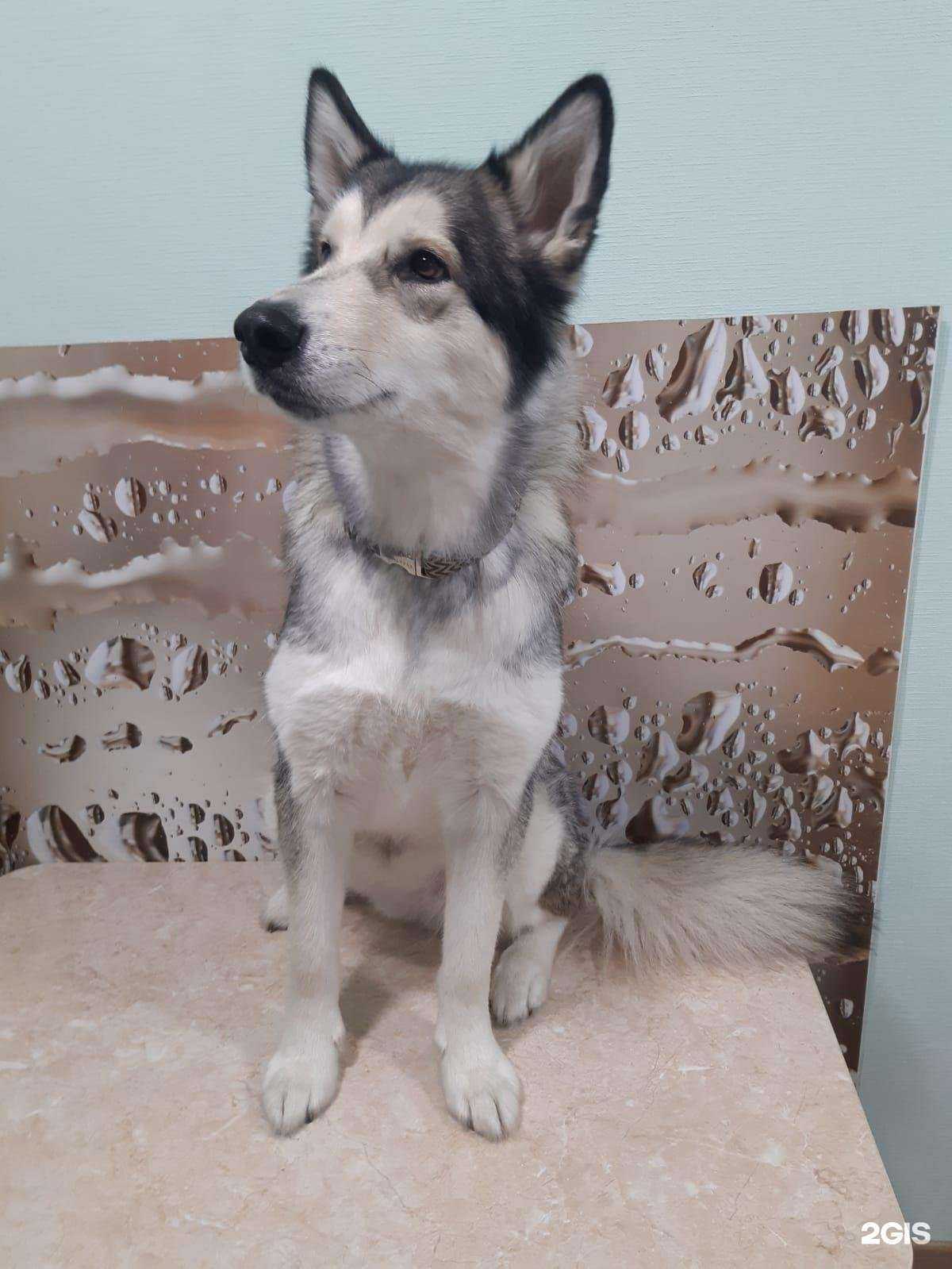 Отзывы на компанию Симба в г. Барнаул c фото