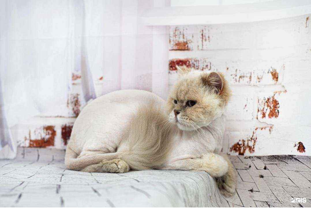 Отзывы на компанию Зоостиль в Северодвинске c фото