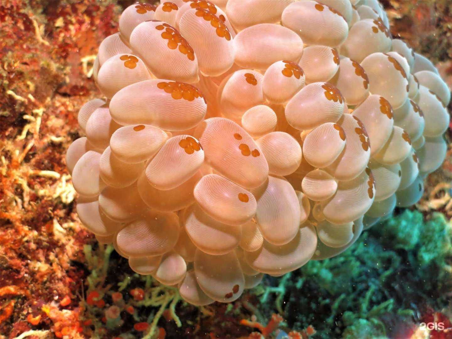 Отзывы на компанию Морской Ёж в г. Тюмень c фото