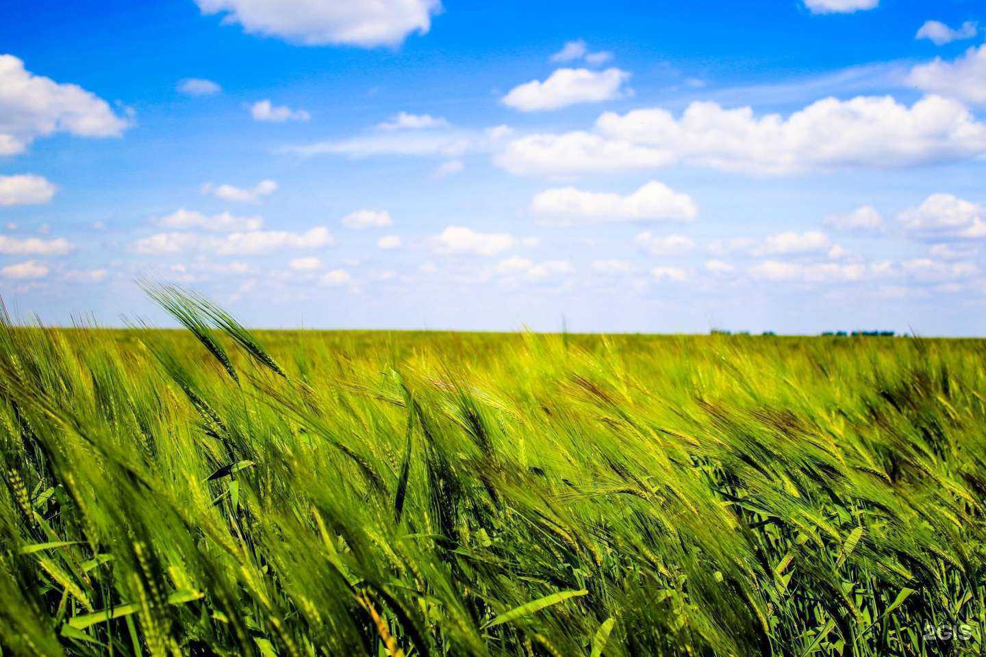 Отзывы на компанию Avgust crop protection в г. Бийск c фото