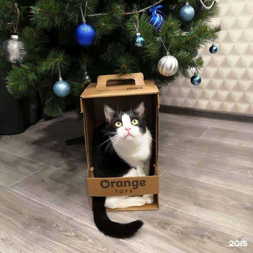 Отзывы на компанию Зоорай в Йошкар-Оле c фото