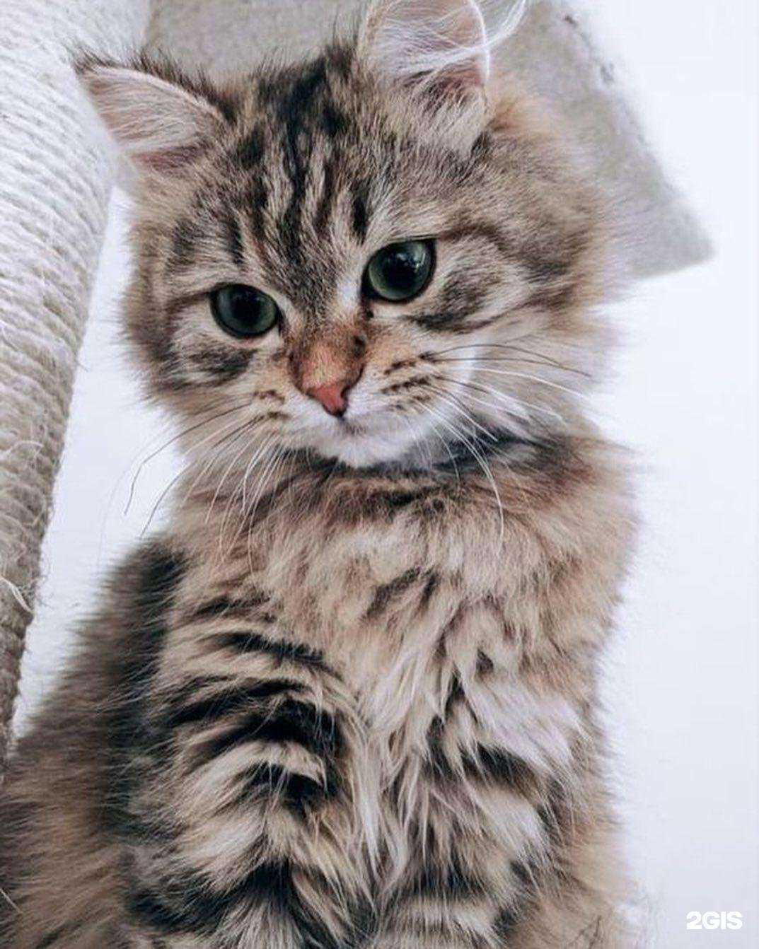 Отзывы на компанию ЗооМир в Петрозаводске c фото