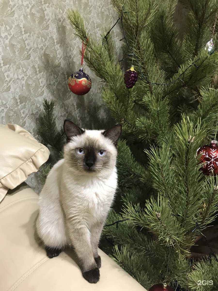 Отзывы на компанию Ника в Воронеже c фото