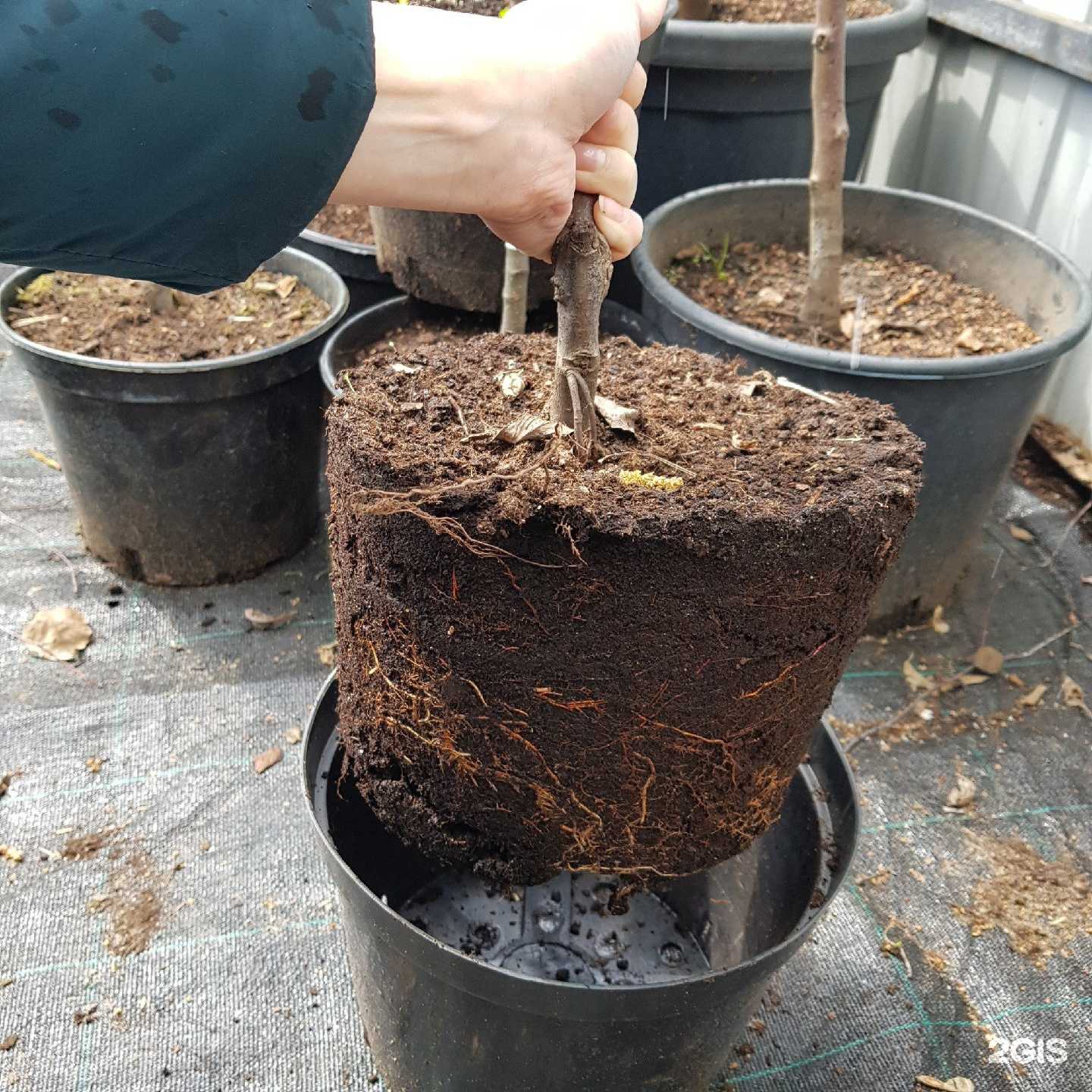 Отзывы на компанию Деметра в Тамбове c фото