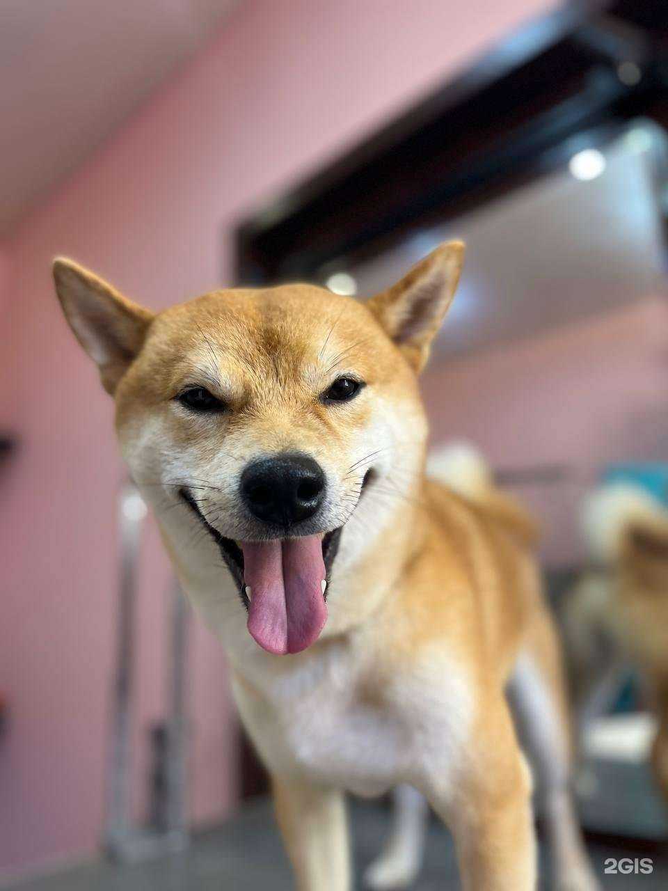 Отзывы на компанию Malina pets в Краснодаре c фото