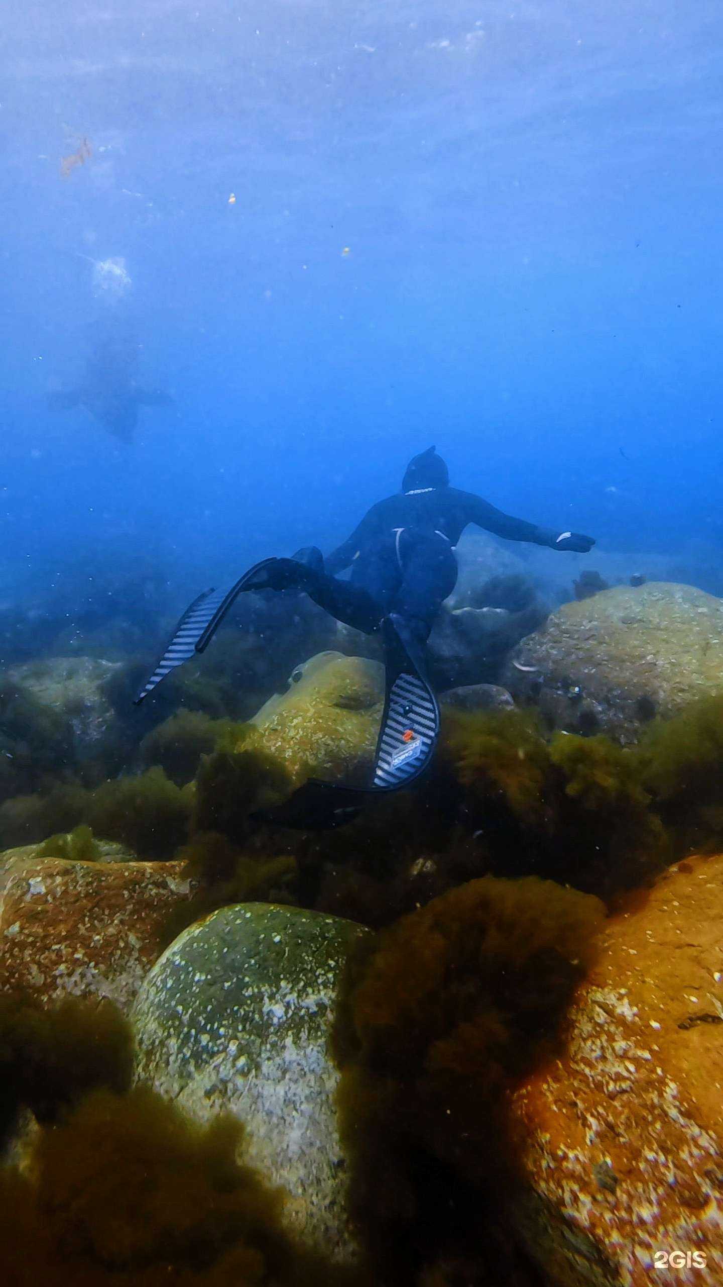 Отзывы на компанию Фридайвер в г. Владивосток c фото