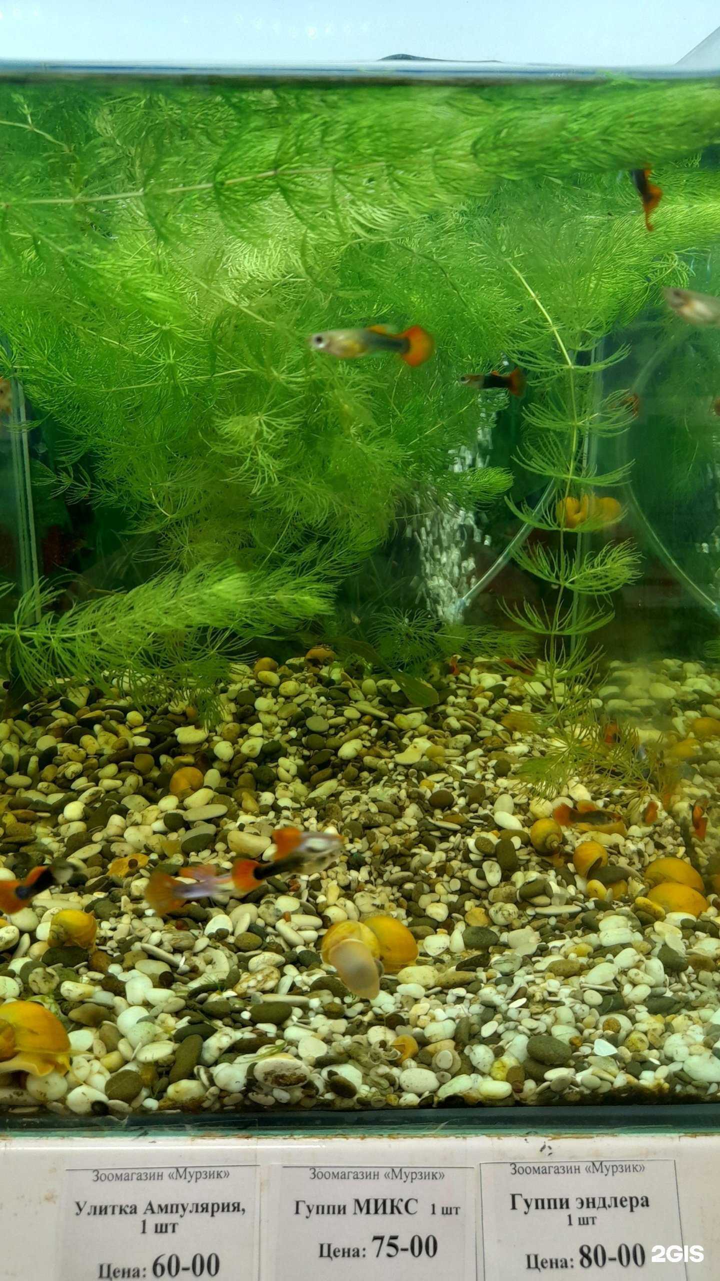 Отзывы на компанию Мурзик в Екатеринбурге c фото