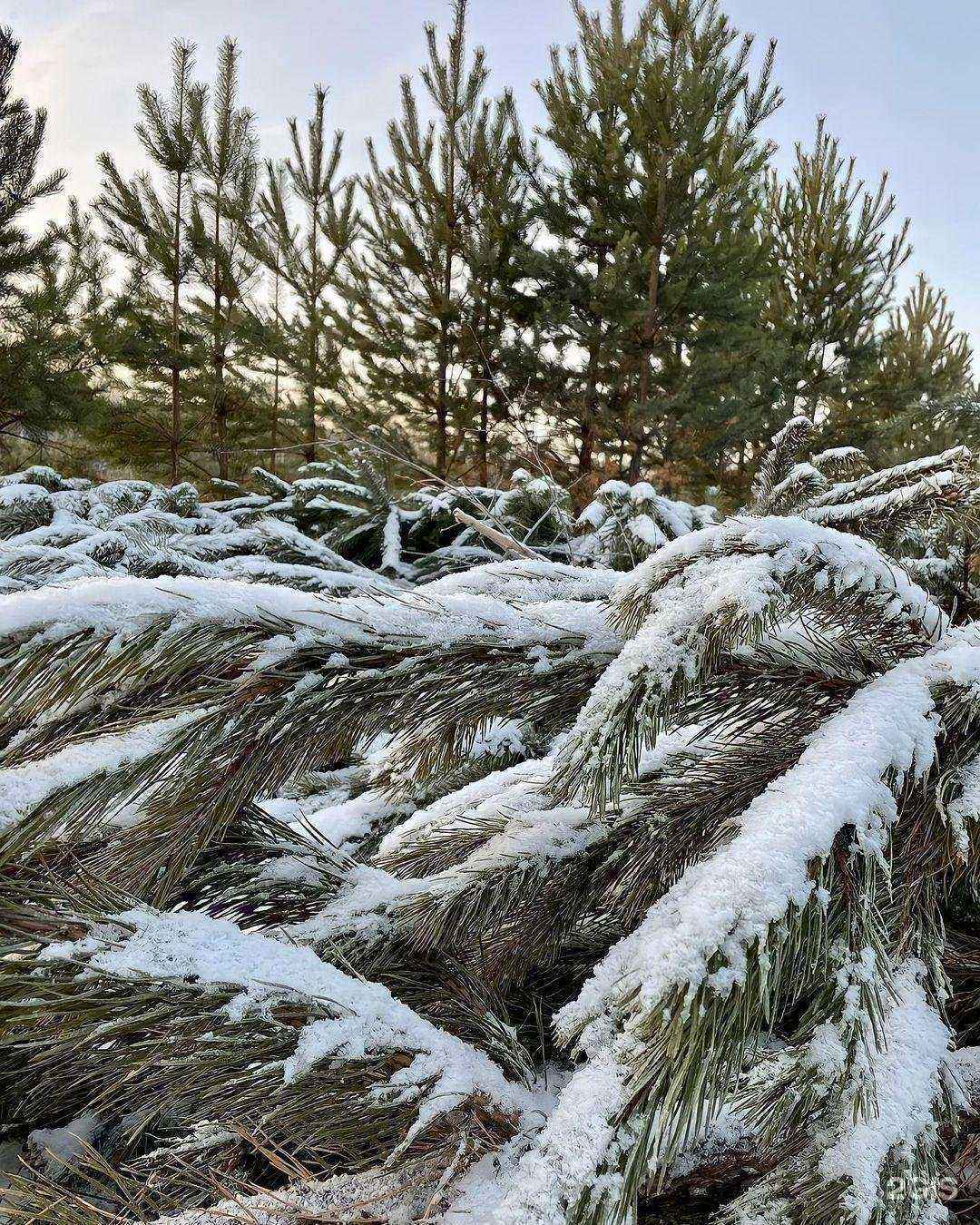 Отзывы на компанию Земля96 в Екатеринбурге c фото