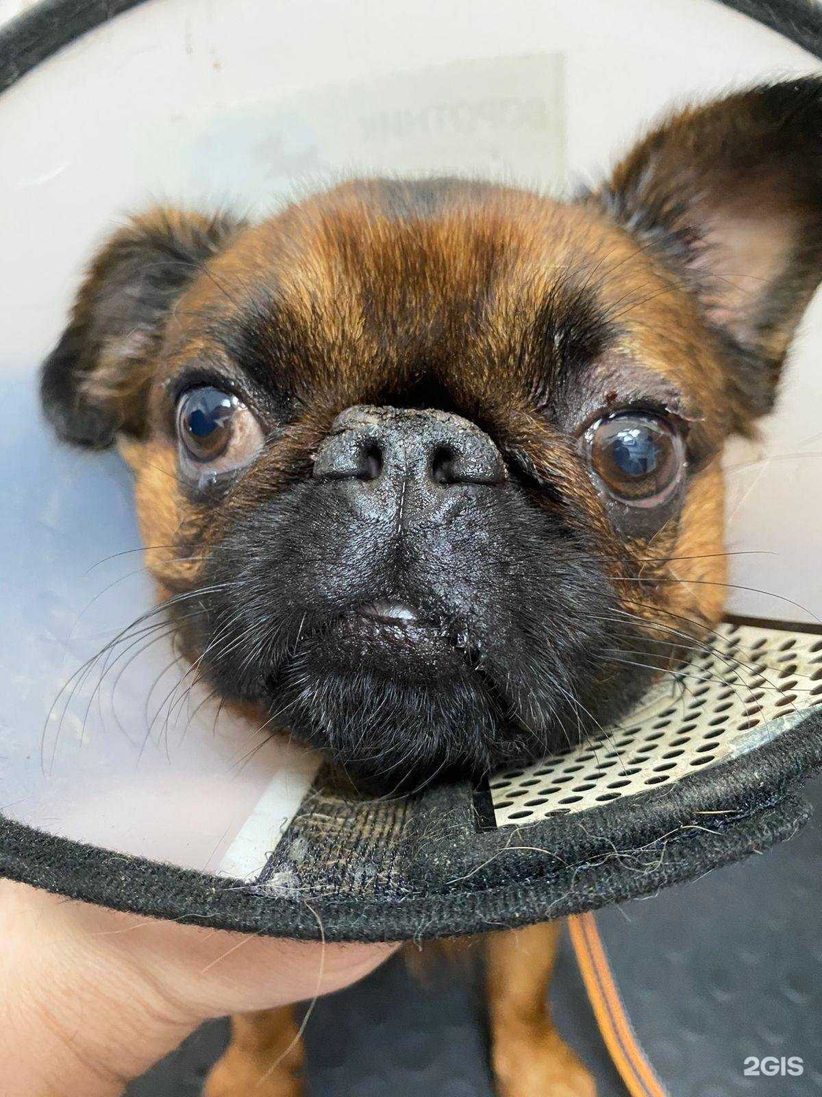 Отзывы на компанию Пес и Кот в г. Хабаровск c фото