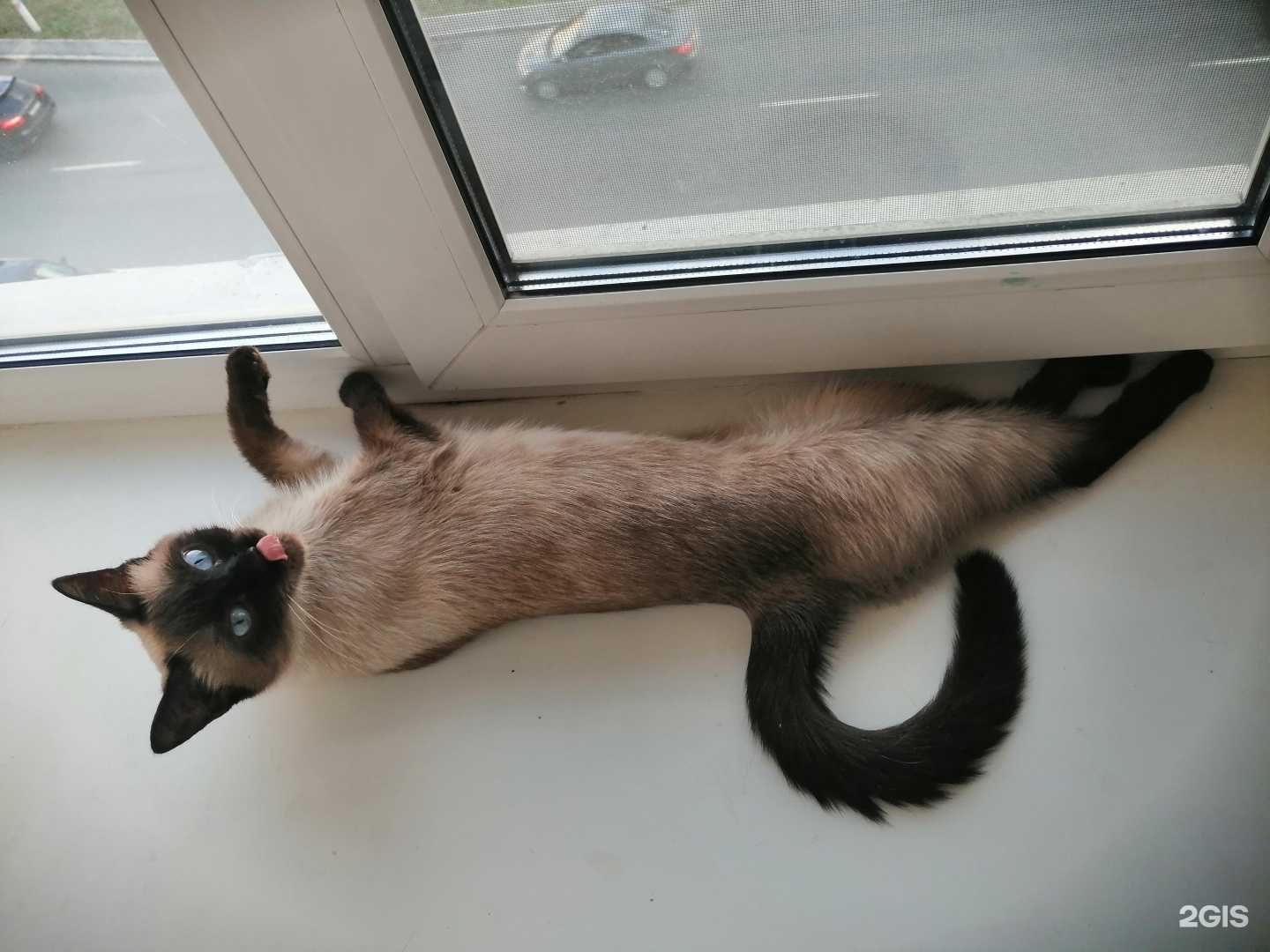 Отзывы на компанию МастерВет в Екатеринбурге c фото