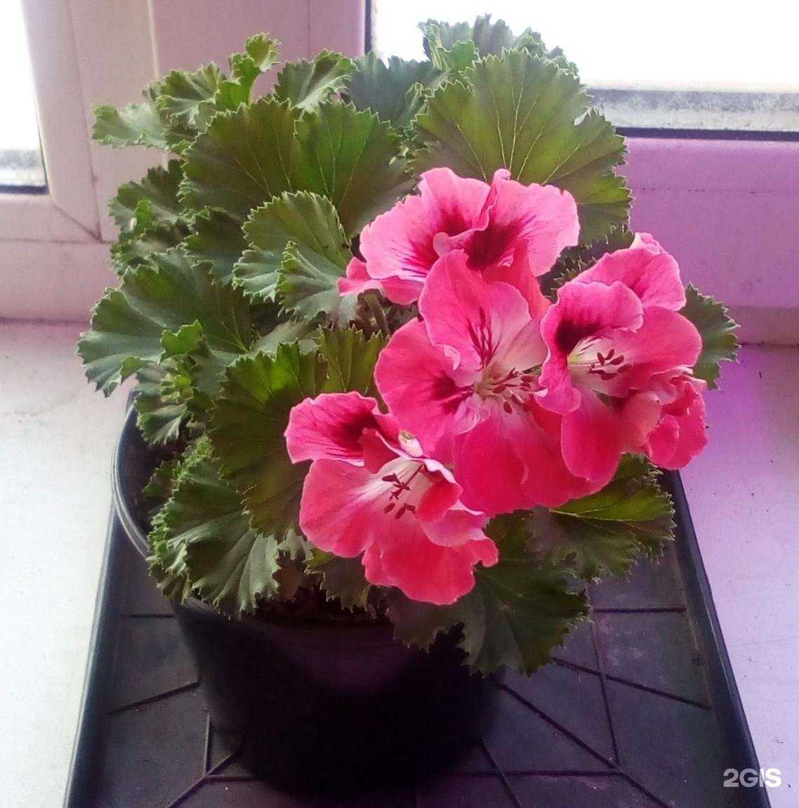 Отзывы на компанию Zеленый в Копейске c фото