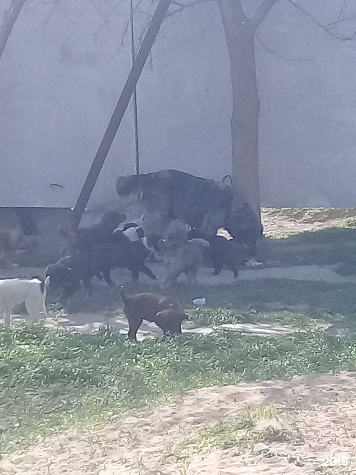 Отзывы на компанию Питомец в г. Махачкала c фото