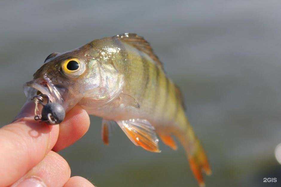 Отзывы на компанию РыбачОК в г. Ижевск c фото