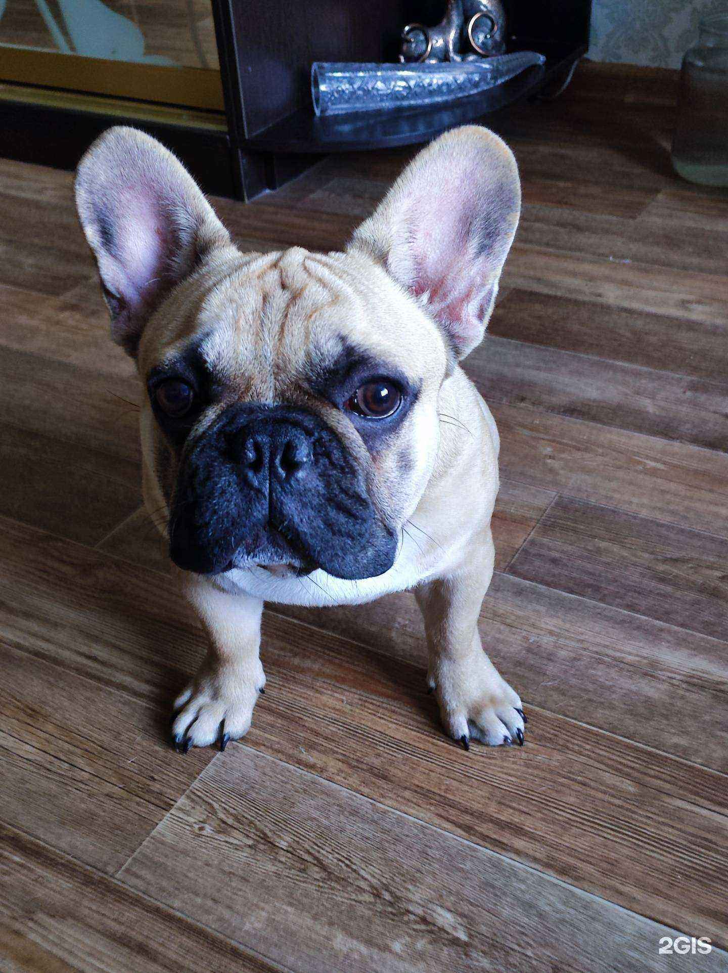 Отзывы на компанию Диплодок в г. Нижний Новгород c фото