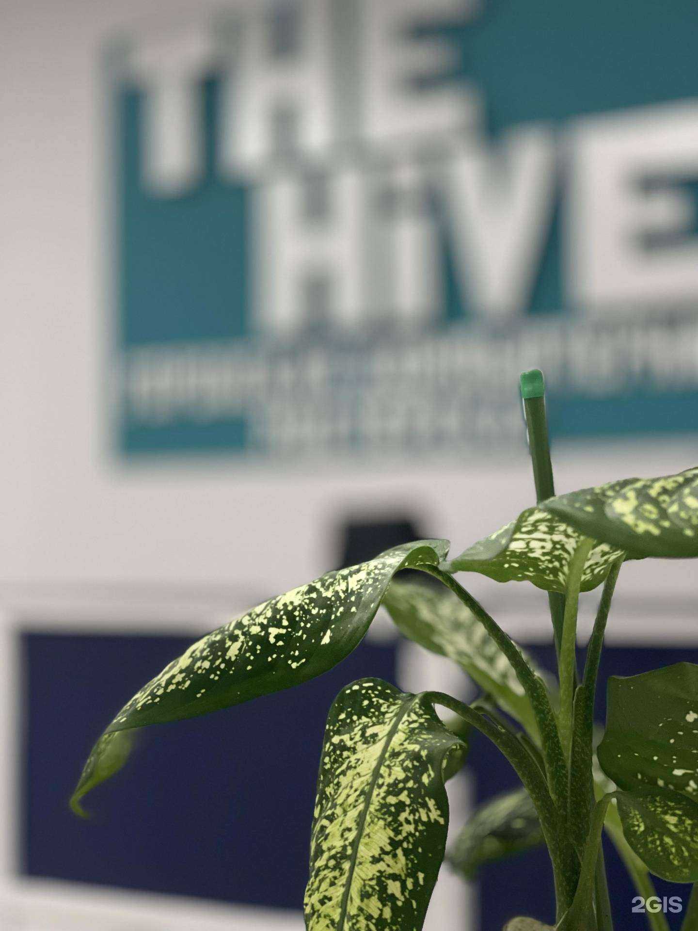 Отзывы на компанию The Hive в Ставрополе c фото