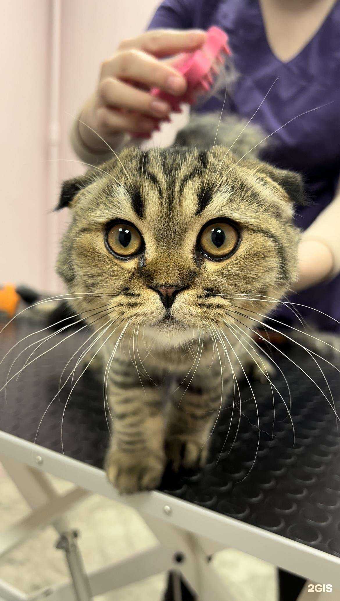 Отзывы на компанию Тедди & Берри в Химках c фото