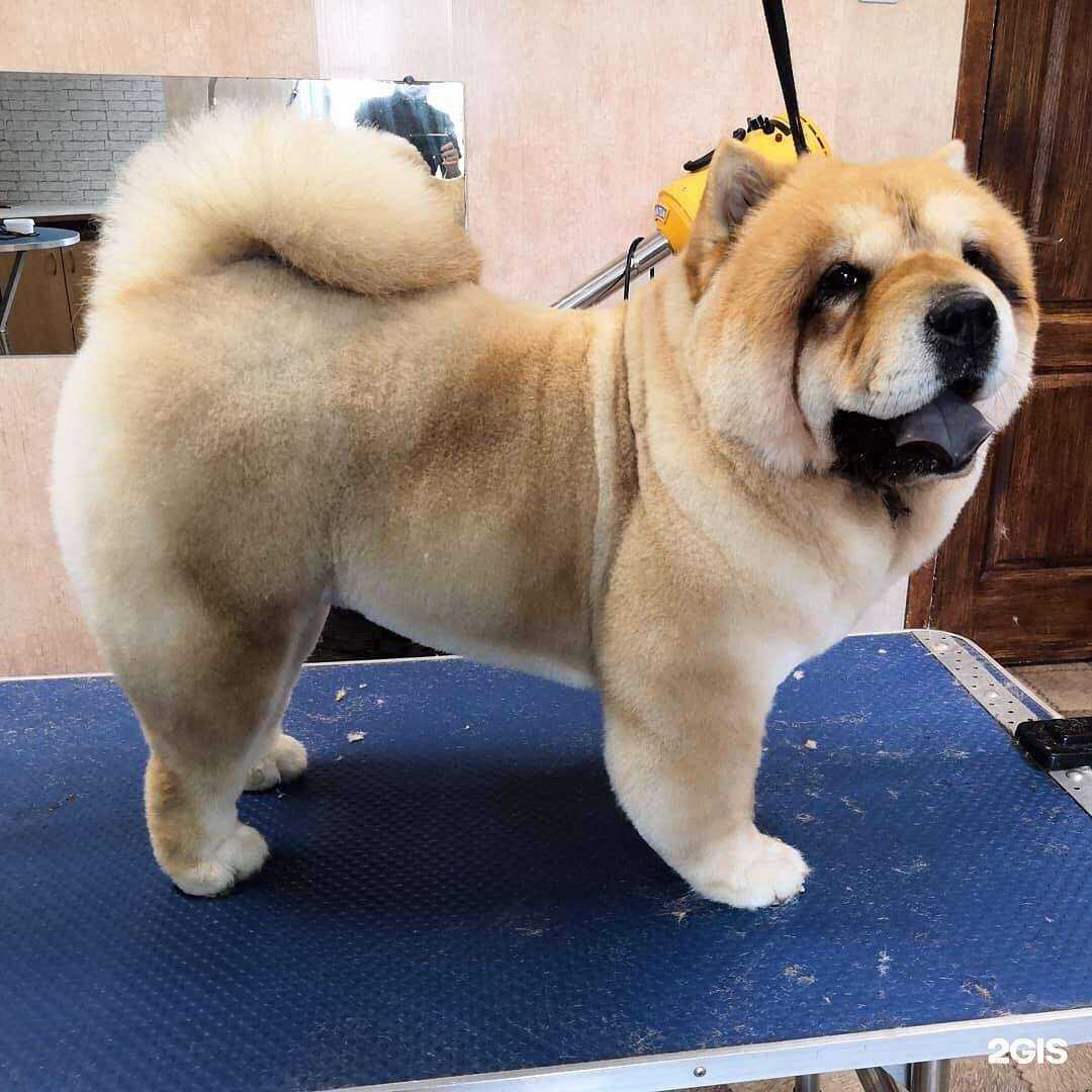 Отзывы на компанию Мистер пёс в Хабаровске c фото