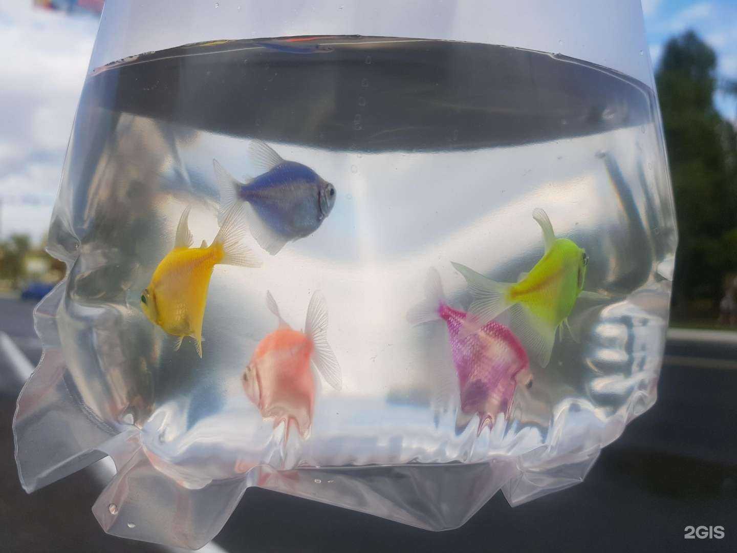 Отзывы на компанию Золотая рыбка в Оренбурге c фото