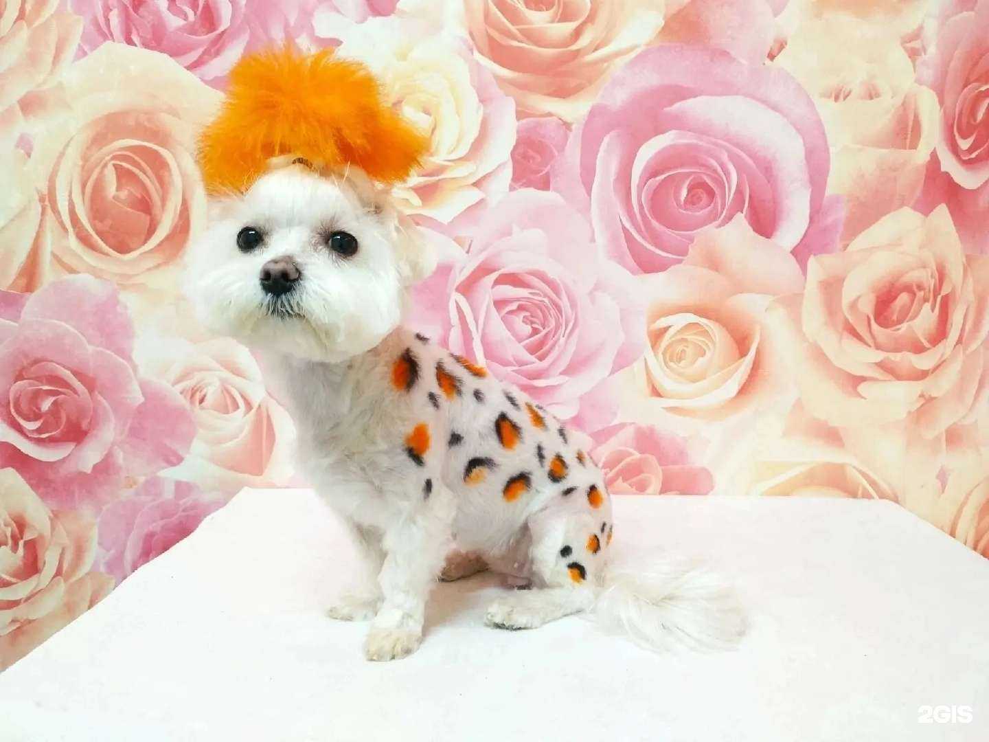 Отзывы на компанию Груминг-салон в Копейске c фото