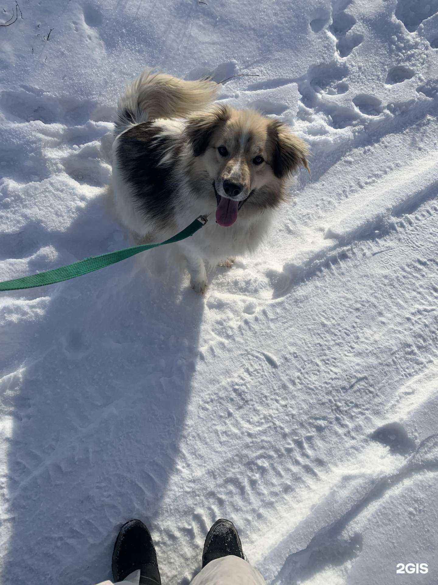 Отзывы на компанию ФлагманВет в Самаре c фото