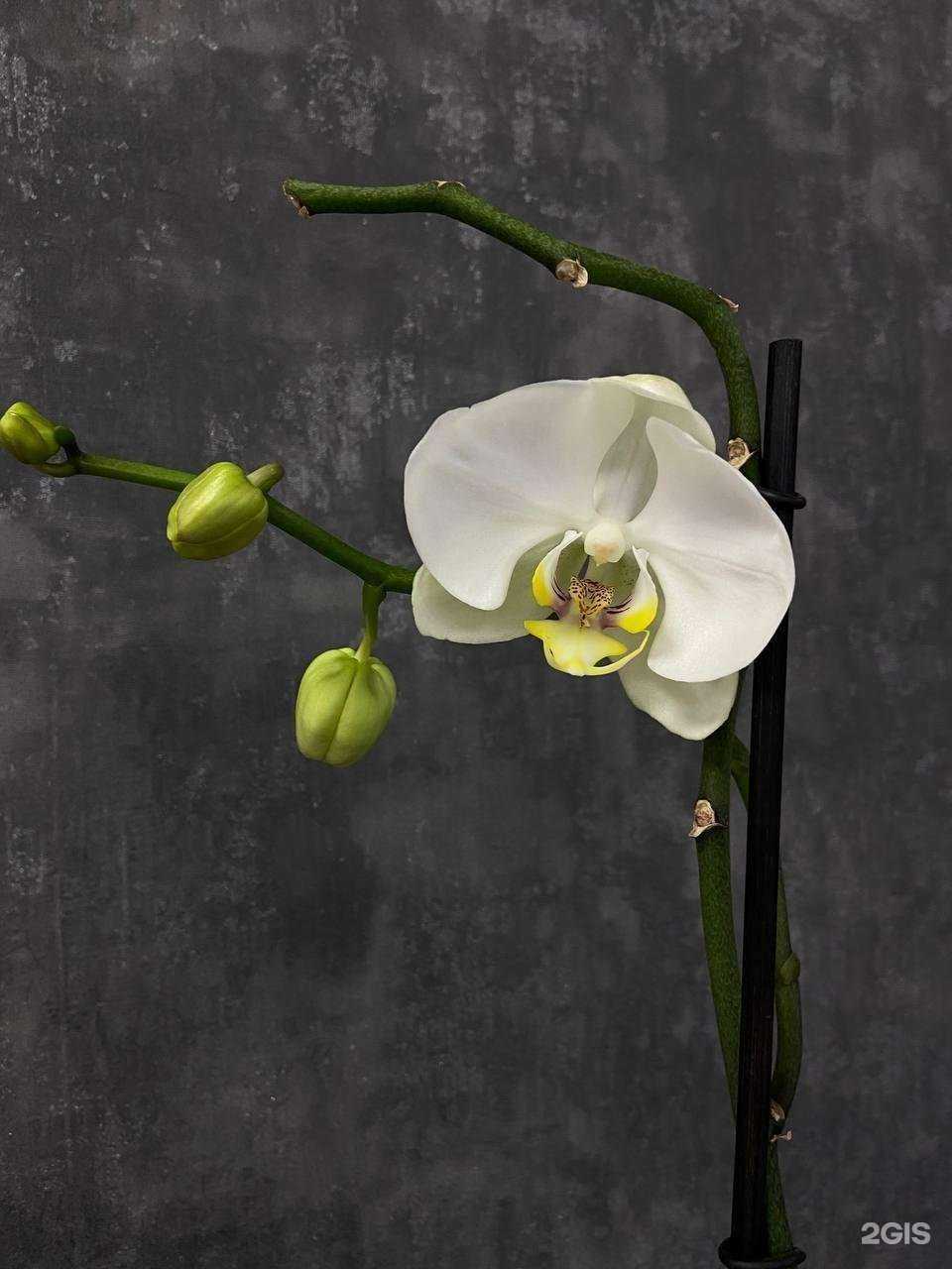 Отзывы на компанию РасПисной в Краснодаре c фото