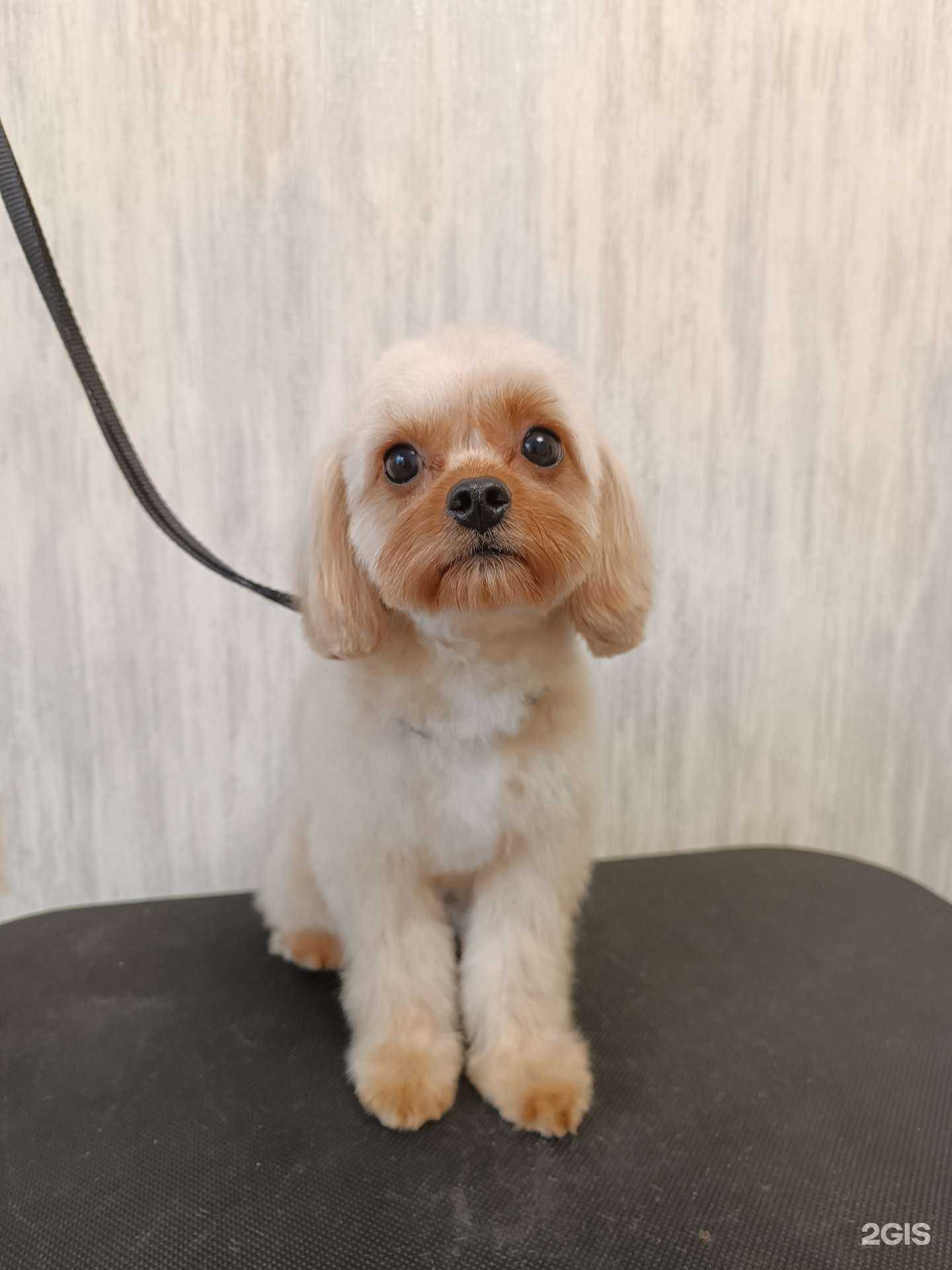 Отзывы на компанию Groom Good в Новосибирске c фото