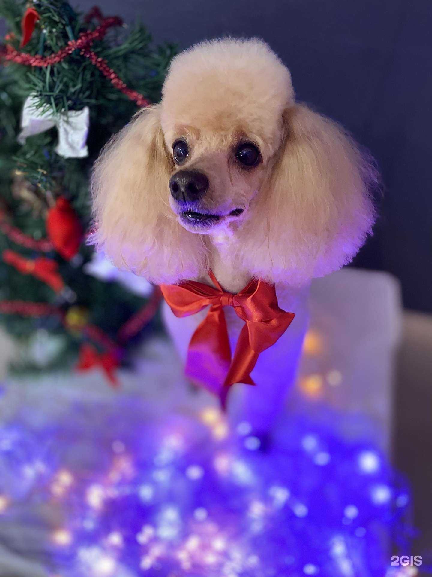 Отзывы на компанию Розовая пантера в Краснодаре c фото