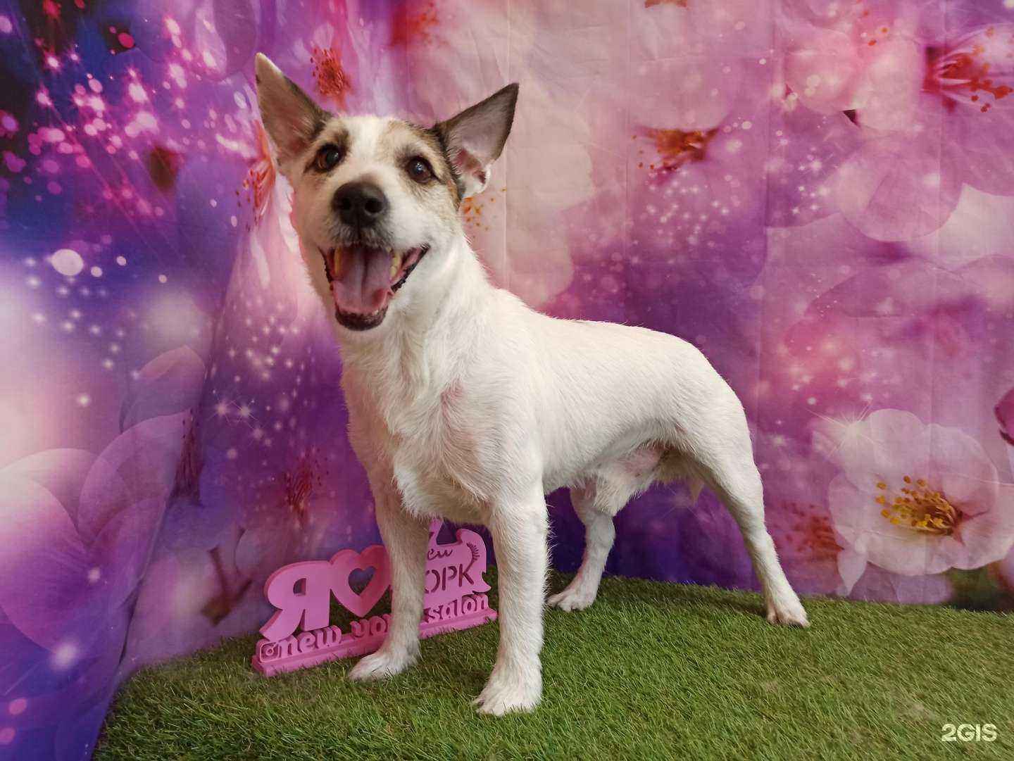 Отзывы на компанию New Йорк в г. Сургут c фото