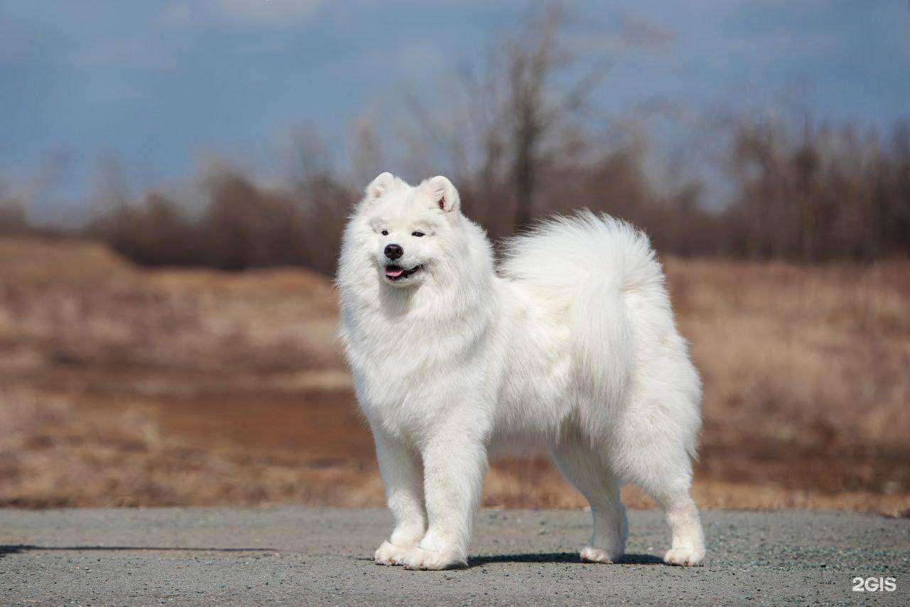 Отзывы на компанию Хвостатый друг в г. Находка c фото