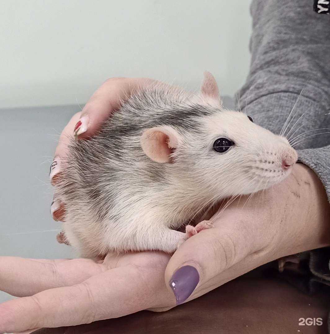 Отзывы на компанию Чеширский кот в Липецке c фото