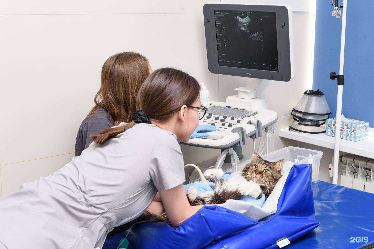 Отзывы на компанию Четыре Лапы в г. Балашиха c фото