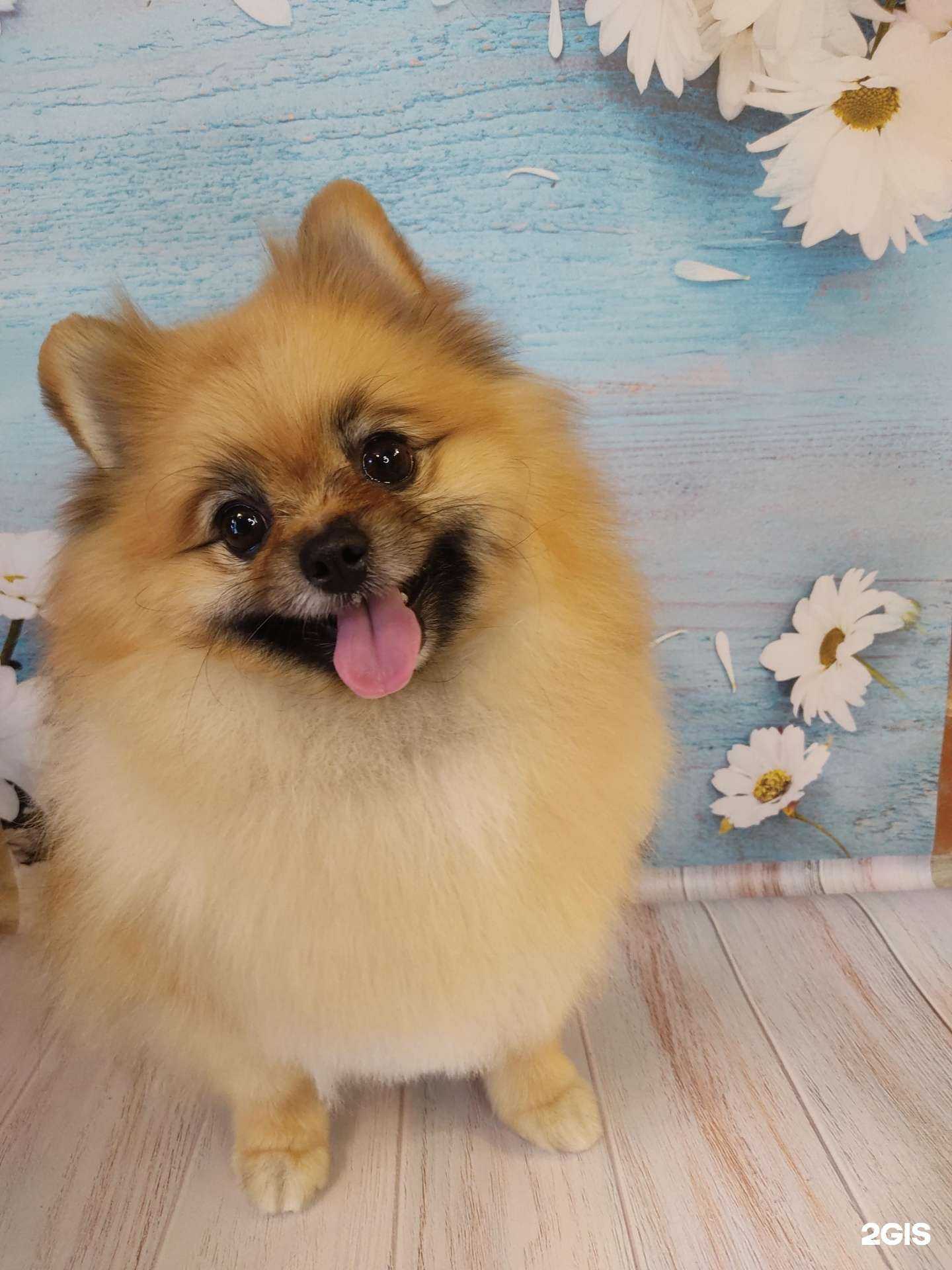 Отзывы на компанию Bloomgroom в г. Иркутск c фото