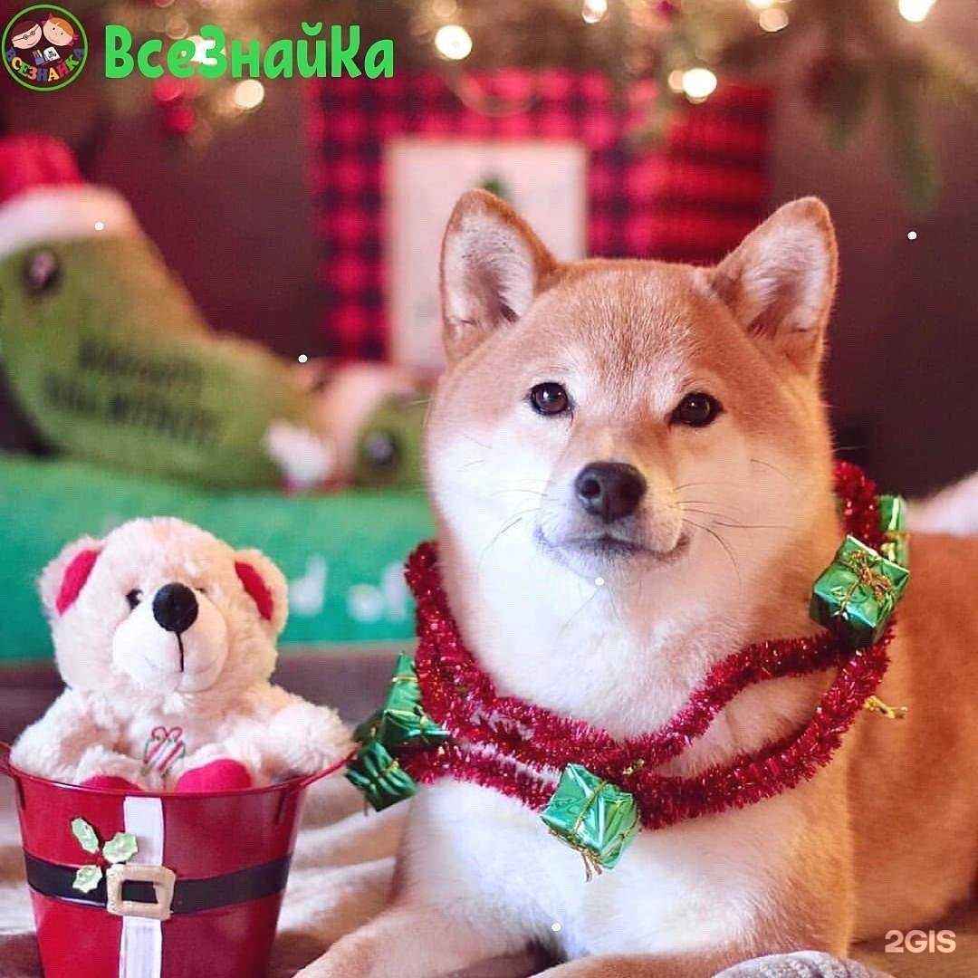 Отзывы на компанию Всезнайка в г. Реутов c фото