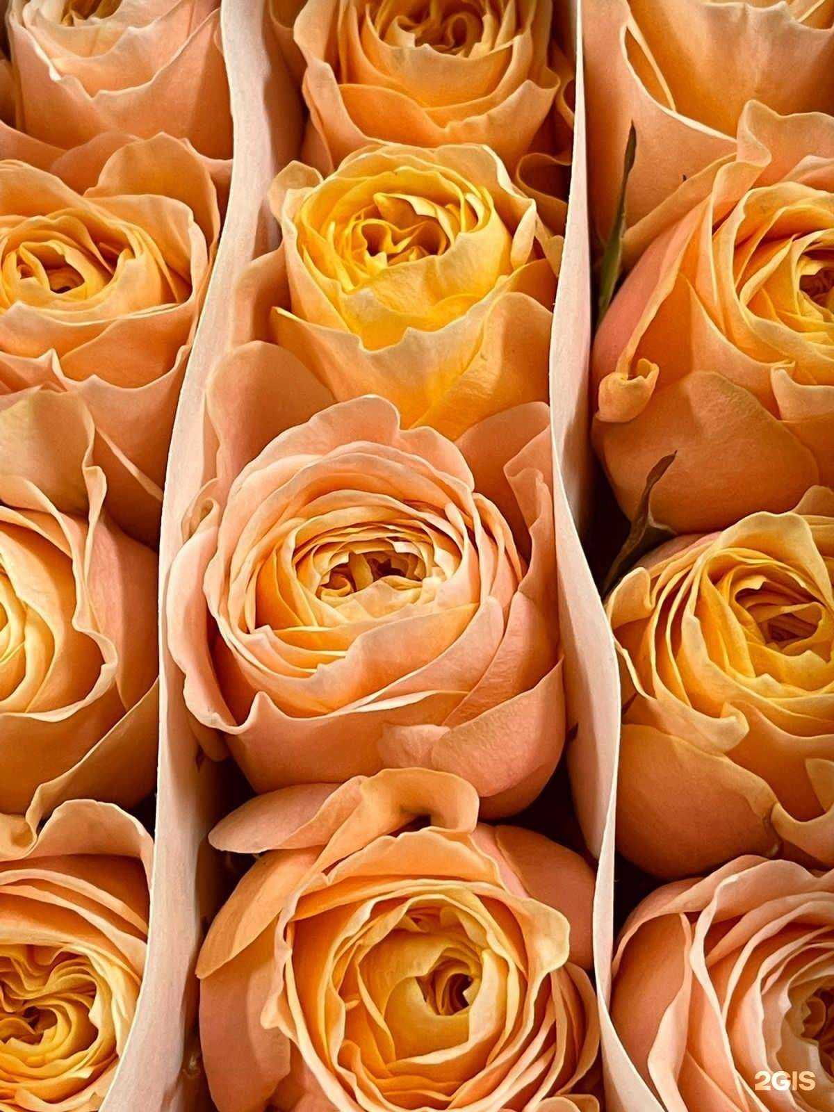 Отзывы на компанию Romeo в Ростове-на-Дону c фото