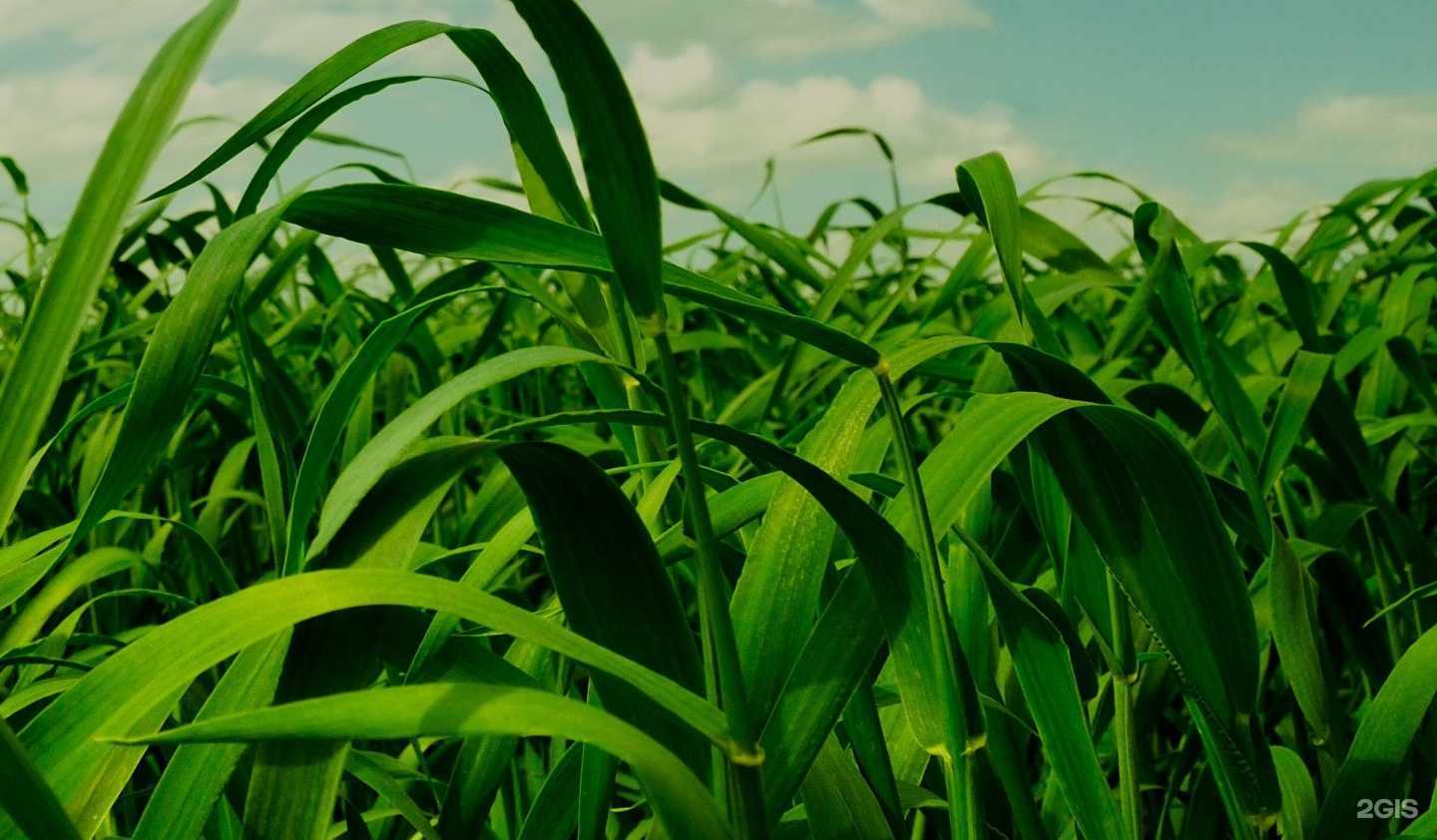 Отзывы на компанию Агроуслуги в г. Липецк c фото