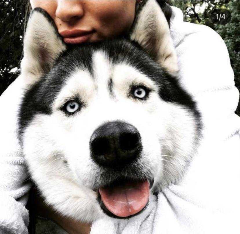 Отзывы на компанию Лапа в Омске c фото