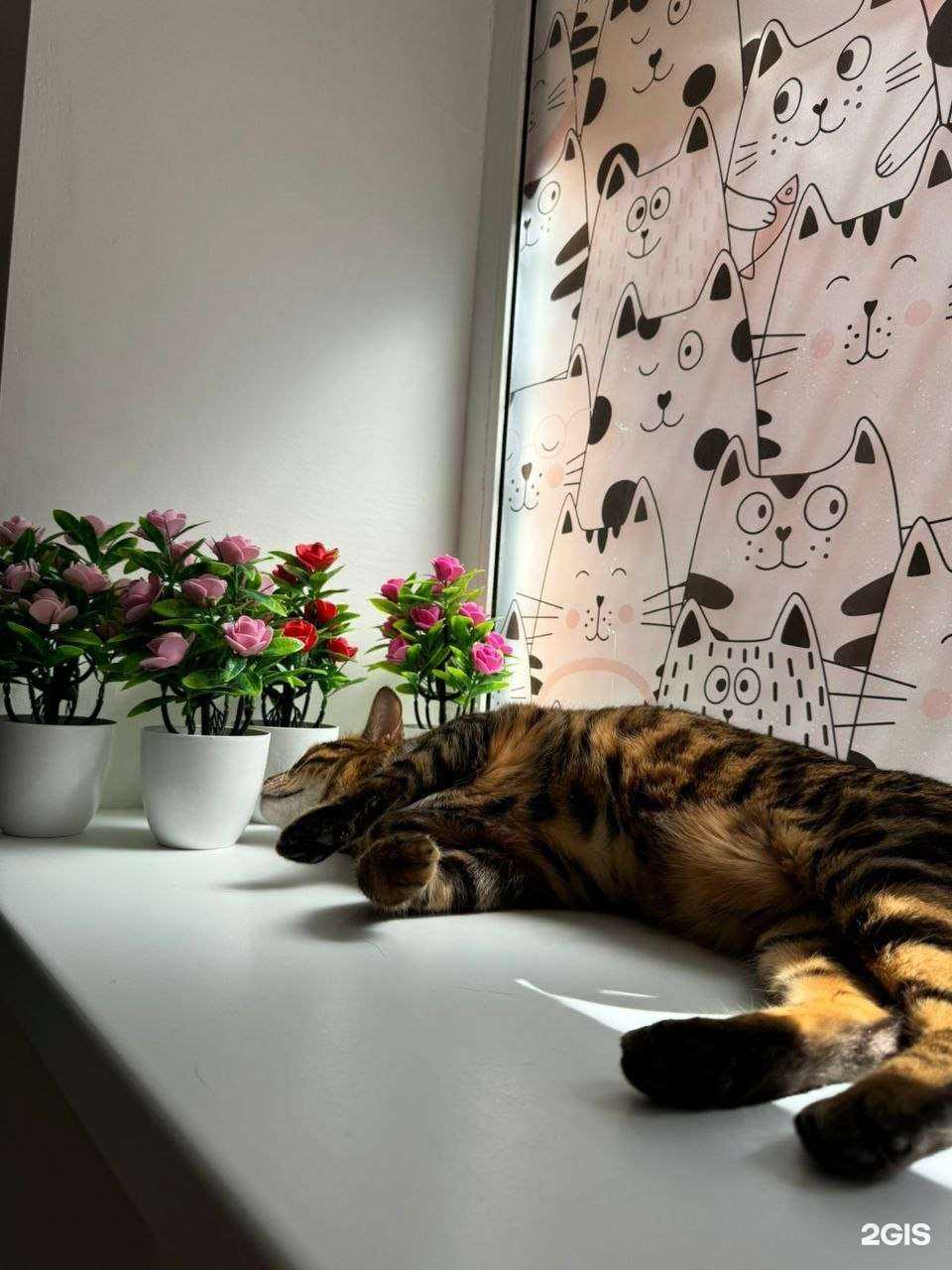 Отзывы на компанию Zoo family в г. Самара c фото