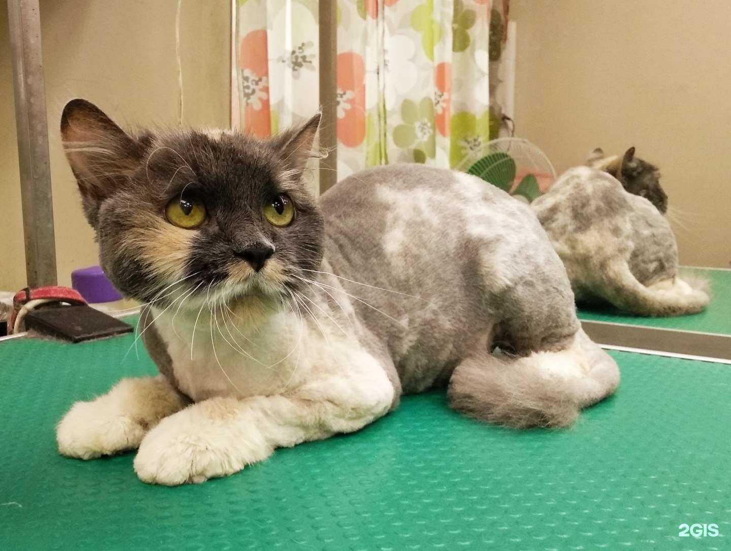 Отзывы на компанию Чистые пушистые в г. Бердск c фото