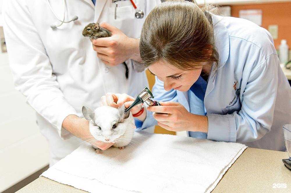 Отзывы на компанию ВЕТ НЕОТЛОЖКА в Нижнем Новгороде c фото